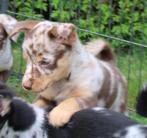 kruising Welsh corgi x mini Australian shepherd, Nederland, 8 tot 15 weken, Meerdere, Meerdere dieren
