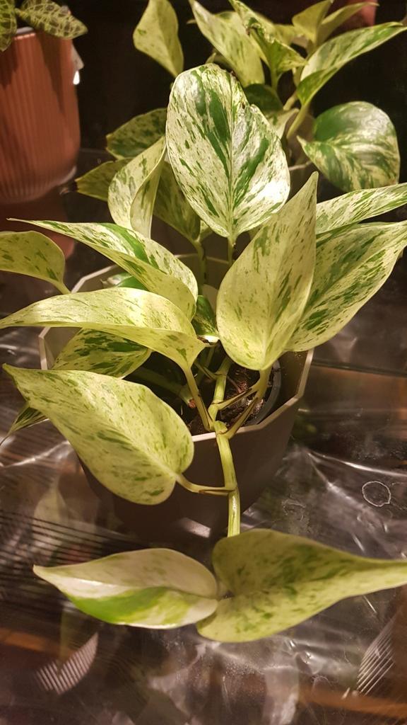 ⭐ Epipremnum pinnatum marble queen stekken, Huis en Inrichting, Kamerplanten, Overige soorten, Minder dan 100 cm, Ophalen of Verzenden