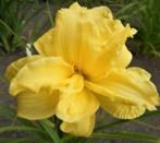 Daglelie Hemerocallis te koop, Volle zon, Vaste plant, Lente, Ophalen