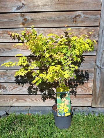 Japanse Esdoorn Acer Palmatum Orange Dream beschikbaar voor biedingen