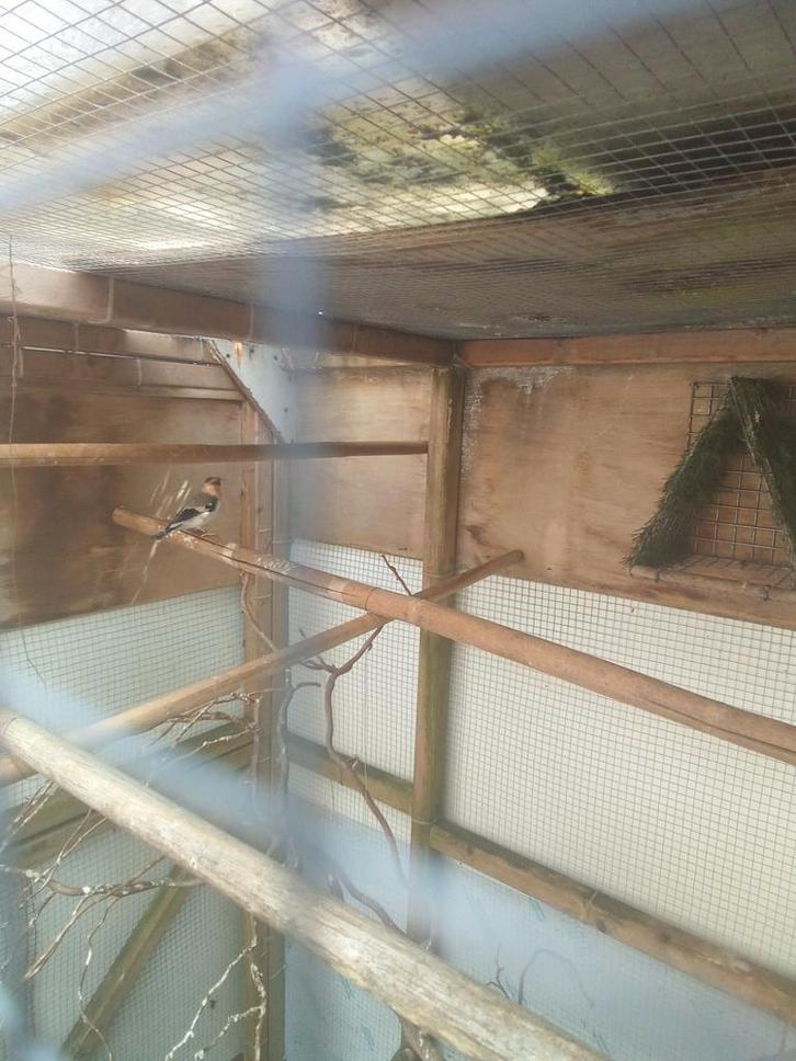 Bastaard Goudvink putter, Dieren en Toebehoren, Vogels | Overige Vogels, Wildzangvogel, Mannelijk, Geringd