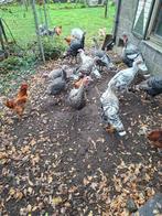 Jonge kalkoenen, Dieren en Toebehoren, Pluimvee, Meerdere dieren, Kalkoen