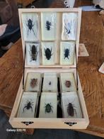 Kistje met 12 insekten, Verzamelen, Dierenverzamelingen, Nieuw, Opgezet dier, Ophalen of Verzenden