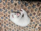 4 kittens, Dieren en Toebehoren, Katten en Kittens | Overige Katten, Meerdere dieren