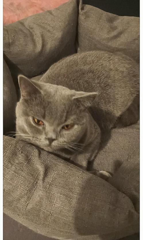 Ervaren RaszuivereBritsekorthaar NU €150 juni dekking, Dieren en Toebehoren, Katten en Kittens | Dekkaters, 0 tot 2 jaar