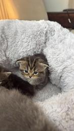 Schattige kittens zoeken een nieuw thuis. nu te reserveren, Dieren en Toebehoren, Katten en Kittens | Raskatten | Langhaar, Meerdere dieren