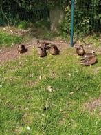 Kwakers, Dieren en Toebehoren, Pluimvee, Meerdere dieren, Eend