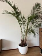 Kentia palm, Ophalen, Halfschaduw, Minder dan 100 cm