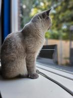 Prachtige dekkater Blue Point Britse Korthaar, Dieren en Toebehoren, Katten en Kittens | Dekkaters