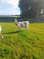 Te koop een mooie boergeit, Dieren en Toebehoren, Schapen, Geiten en Varkens, Mannelijk, Schaap