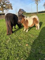MINI PONY MET HENGST VEULEN EN MINI PONY ZIE TEKST NIEUW, Dieren en Toebehoren, Merrie, A pony (tot 1.17m), Gechipt, 0 tot 2 jaar