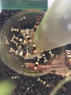 Crystal black garnalen, Kreeft, Krab of Garnaal, Zoetwatervis, Schoolvis