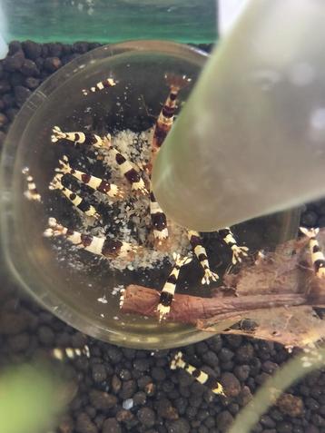 Crystal black garnalen beschikbaar voor biedingen