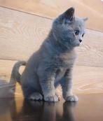 Britse/Brits Korthaar kittens,met stamboom,mogen gelijk mee., Kater, Gechipt