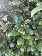 Camillia Japonica struik, Ophalen, Overige soorten, Struik, 100 tot 250 cm