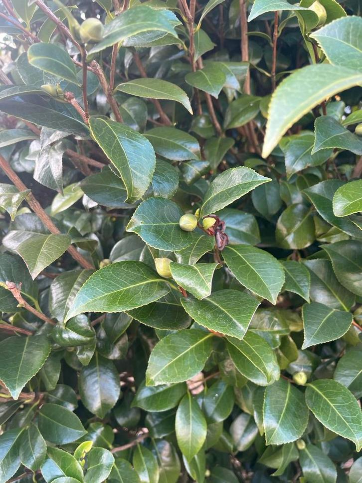 Camillia Japonica struik, Tuin en Terras, Planten | Struiken en Hagen, Struik, Overige soorten, 100 tot 250 cm, Ophalen