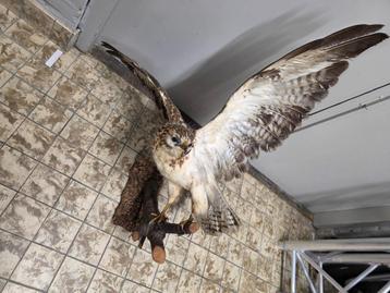 grote opgezette buizerd beschikbaar voor biedingen
