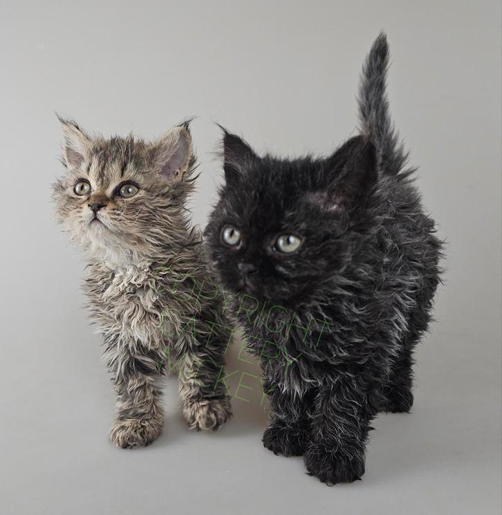 Selkirk rex kittens met stamboom 2 vrouwtjes, Dieren en Toebehoren, Katten en Kittens | Raskatten | Langhaar, Poes, 0 tot 2 jaar