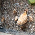 5 kuikens, Dieren en Toebehoren, Pluimvee, Geslacht onbekend, Kip