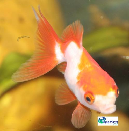 Sluierstaart Ryunkin Sarasa, Dieren en Toebehoren, Vissen | Aquariumvissen, Zoetwatervis, Vis