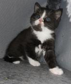 Laatste britse korthaar kruising kitten poesje, Dieren en Toebehoren, Katten en Kittens | Overige Katten, Poes