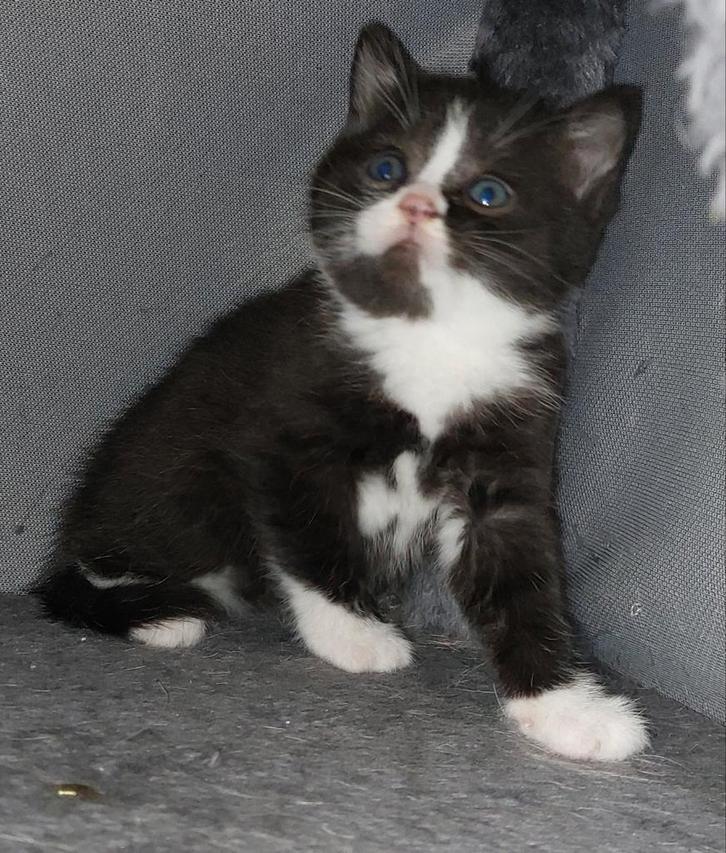 Laatste britse korthaar kruising kitten poesje, Dieren en Toebehoren, Katten en Kittens | Overige Katten, Poes