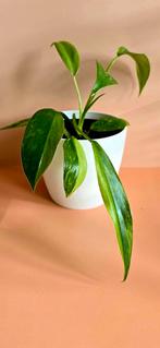 Philodendron Jose Buono – babyplant, Ophalen of Verzenden, Overige soorten, Minder dan 100 cm