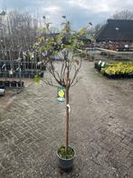 Rozen op stam in diverse kleuren, 100 tot 250 cm, Zomer, Ophalen, Volle zon