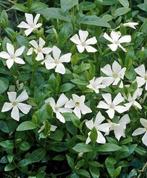Vinca minor alba, maagdenpalm, bodembedekkers, Tuin en Terras, Bodembedekkers, Vaste plant, Ophalen of Verzenden, Halfschaduw