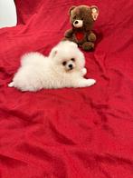 Pomeranian puppy, Particulier, Rabiës (hondsdolheid), Reu, 8 tot 15 weken