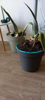 Algave plant, Huis en Inrichting, Kamerplanten, Ophalen of Verzenden, Overige soorten, Minder dan 100 cm