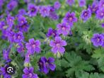 Geranium Rozanne, Tuin en Terras, Planten | Tuinplanten, Ophalen, Bodembedekkers, Volle zon, Vaste plant