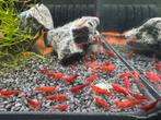 Neocaridina garnalen x20, Dieren en Toebehoren, Kreeft, Krab of Garnaal