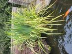 vijver plant gele lis, Tuin en Terras, Vijvers, Ophalen