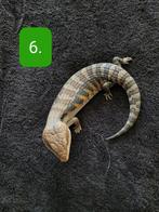 Jonge Blauwtong skink - Tiliqua scincoides Intermedia, Hagedis, 0 tot 2 jaar