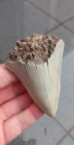 Megalodon haaientand 8,3 cm fossiel uit Indonesië haai, Verzamelen, Mineralen en Fossielen, Ophalen of Verzenden, Fossiel