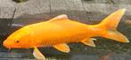 Kooikarpers en diverse, Dieren en Toebehoren, Vissen | Vijvervissen, Karper of Koi