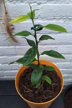 Citroen plant, Tuin en Terras, Planten | Fruitbomen, Ophalen, Minder dan 100 cm, Volle zon, In pot