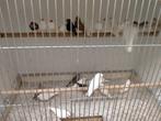 Zebravinken div kleuren, Dieren en Toebehoren, Meerdere dieren, Tropenvogel
