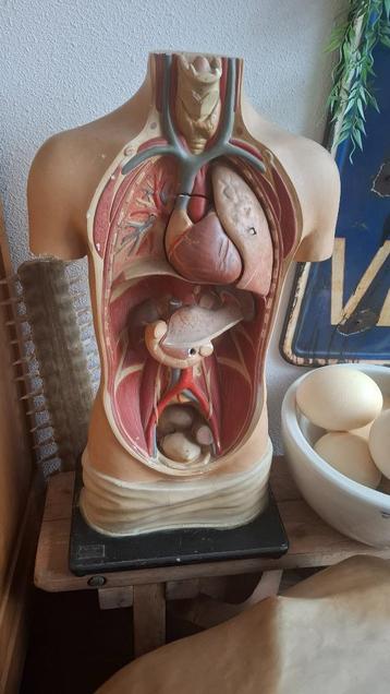 Menselijk anatomisch model uit 1900 beschikbaar voor biedingen