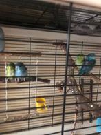 Jonge forpussen blauw en groen, Meerdere dieren, Parkiet