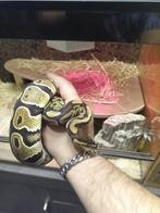 koningspython, Slang, Met terrarium, 0 tot 2 jaar
