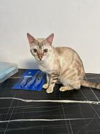Bengaalse snow bengaal, Dieren en Toebehoren, Poes, Gechipt, 0 tot 2 jaar