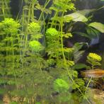 Limnophila sessiliflora stekken. Aquarium/zuurstof plant, Dieren en Toebehoren, Vissen | Aquaria en Toebehoren, Ophalen of Verzenden