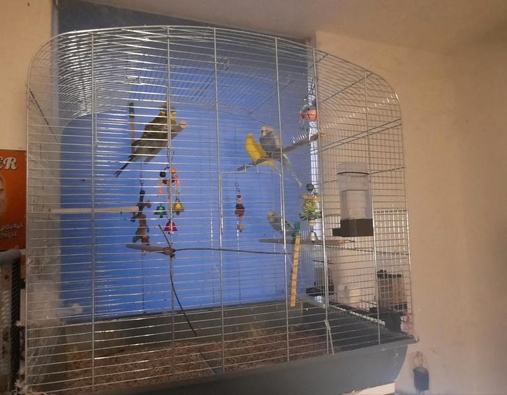 Grasparkieten te koop met kooi., Dieren en Toebehoren, Vogels | Parkieten en Papegaaien, Parkiet, Meerdere dieren