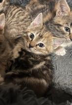 Mooie tam poesje, Dieren en Toebehoren, Katten en Kittens | Overige Katten, Meerdere dieren, Kortharig, 0 tot 2 jaar