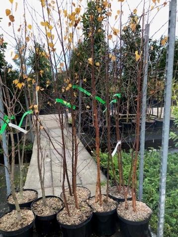 Nieuw!! Veel soorten heesters en kleine bomen!! Nu planten!! beschikbaar voor biedingen