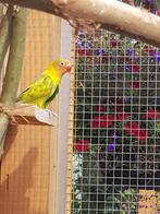 Agapornis personata, Dieren en Toebehoren, Vogels | Parkieten en Papegaaien, Geslacht onbekend, Dwergpapegaai of Agapornis