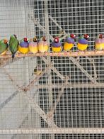 Gezocht, allerlei vogels, Dieren en Toebehoren, Vogels | Overige Vogels, Meerdere dieren, Tropenvogel, Geringd