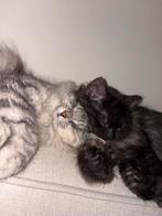 Prachtige Ragdoll dekkaters beschikbaar – Mufasa & Scar, Dieren en Toebehoren, 0 tot 2 jaar